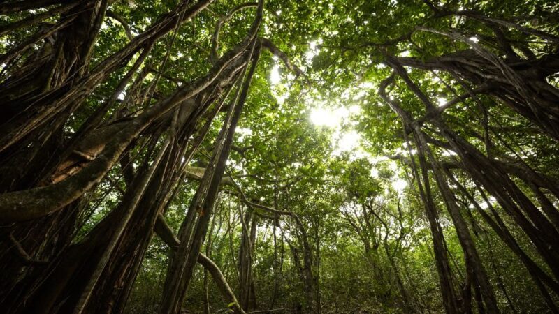 Maui: Honolua Ridgeline Informational Hike - Who Will Love This Tour?