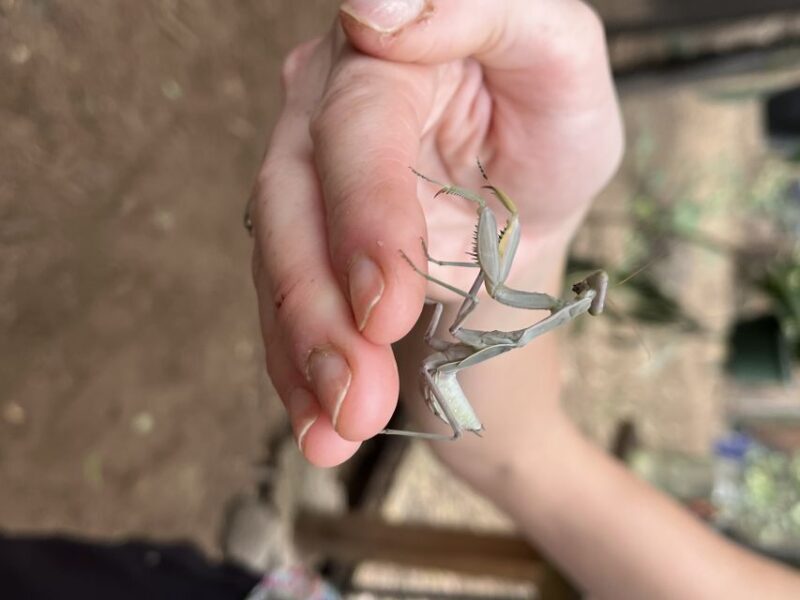 Maui: Interactive Butterfly Farm Entrance Ticket - Maui: Interactive Butterfly Farm Entrance Ticket – An In-Depth Review