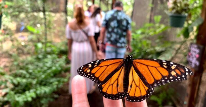 Maui: Interactive Butterfly Farm Entrance Ticket - Key Points