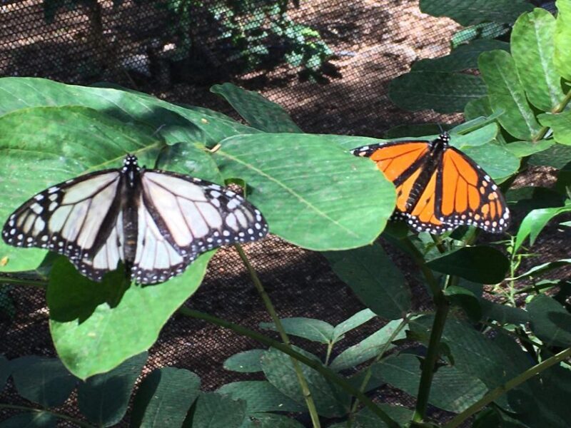 Maui: Interactive Butterfly Farm Entrance Ticket - The Sum Up