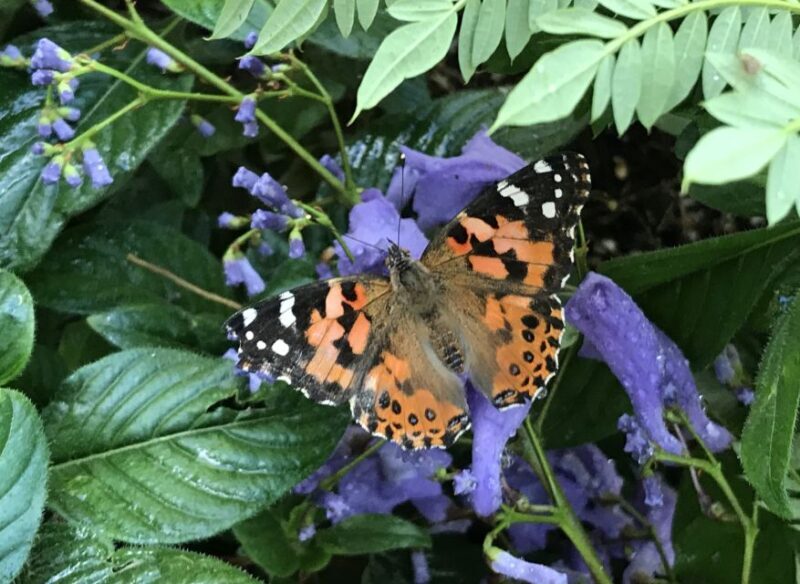 Maui: Interactive Butterfly Farm Entrance Ticket - Who Will Love This Experience?