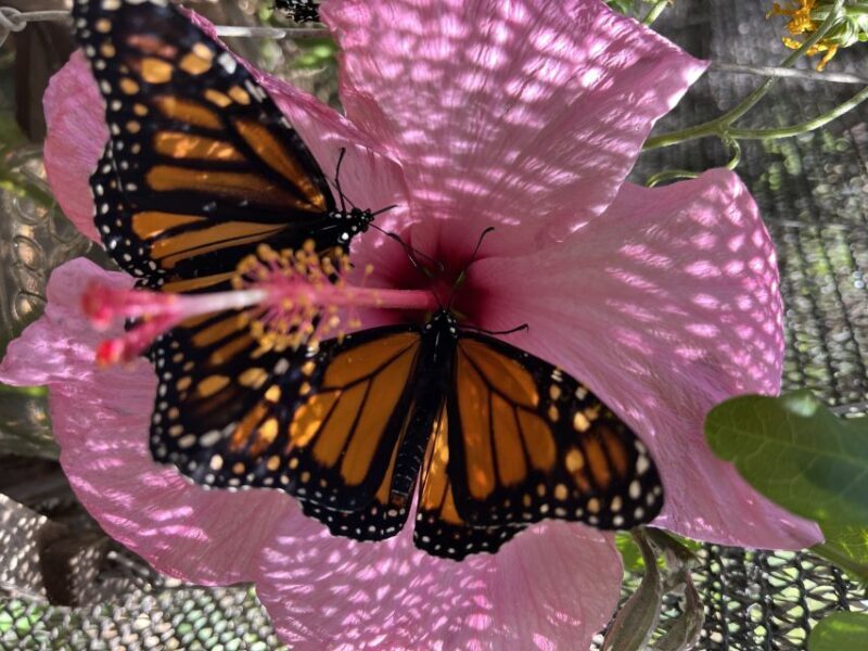 Maui: Interactive Butterfly Farm Entrance Ticket - FAQ