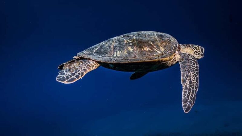 Maui: Intro to Scuba Diving from Shore - Lahaina - Who Will Love This Tour?