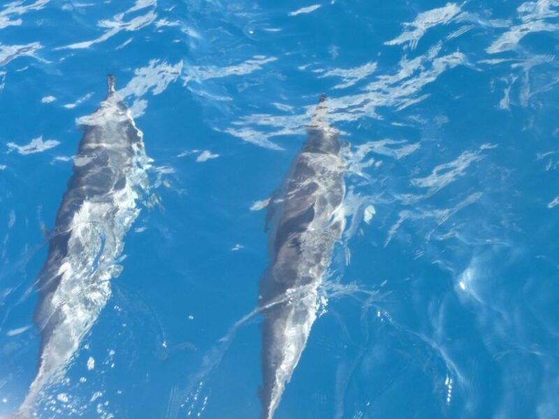 Maui: Kaanapali Beach 4-hour Snorkel w/ BBQ Lunch & Open Bar - Key Points