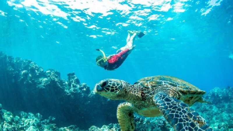 Maui: Kaanapali Beach 5-hr Snorkel w/ BBQ Lunch & Open Bar - The Experience in Detail