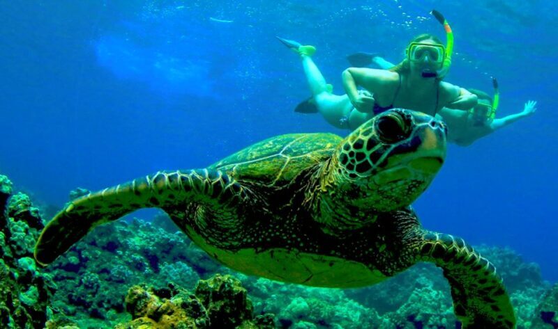 Maui: Kaanapali Beach 5-hr Snorkel w/ BBQ Lunch & Open Bar - Who Should Consider This Tour?