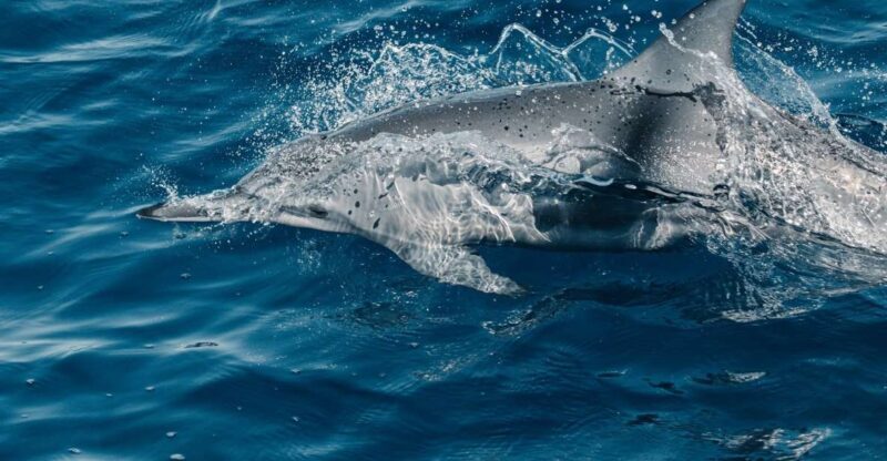 Maui: Kaanapali Dolphin Watching Boat Trip with Lunch - The Tour Experience: What to Expect