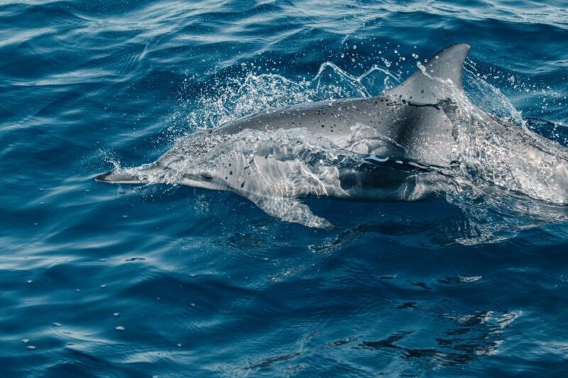 Maui: Kaanapali Dolphin Watching Boat Trip with Lunch - Who Would Love This Tour?