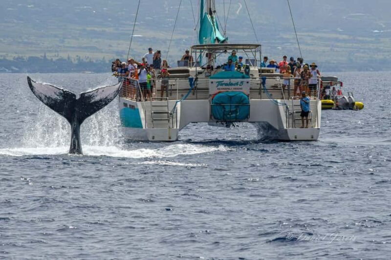 Maui: Ka'anapali Whale Watching Cruise on Luxury Sailboat - Practical Considerations