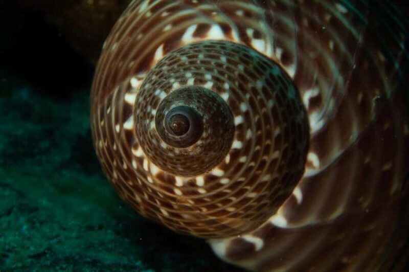 Maui: Lahaina Twilight and Night Eco Scuba Dive - In-Depth Review of the Maui Twilight and Night Eco Dive