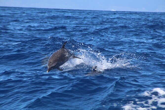 Maui-Lanai EcoRaft Tour: Snorkel or Dolphin Watch (Semi-Private) - Who Should Consider This Tour?