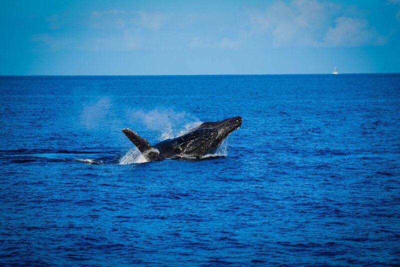 Maui: Luxury Catamaran Whale Watch & Sail - Comfort and Convenience