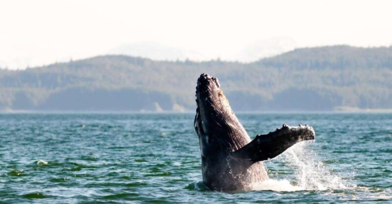 Maui: Luxury Catamaran Whale Watch & Sail - Practical Details and Tips