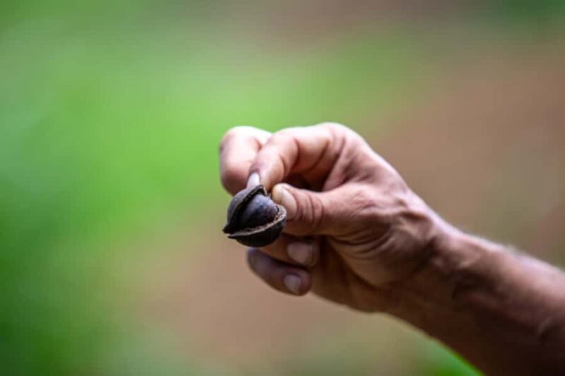 Maui: Macadamia Nut Farm and Hydroponic Tour with Lunch - Exploring Maui’s Agricultural Side