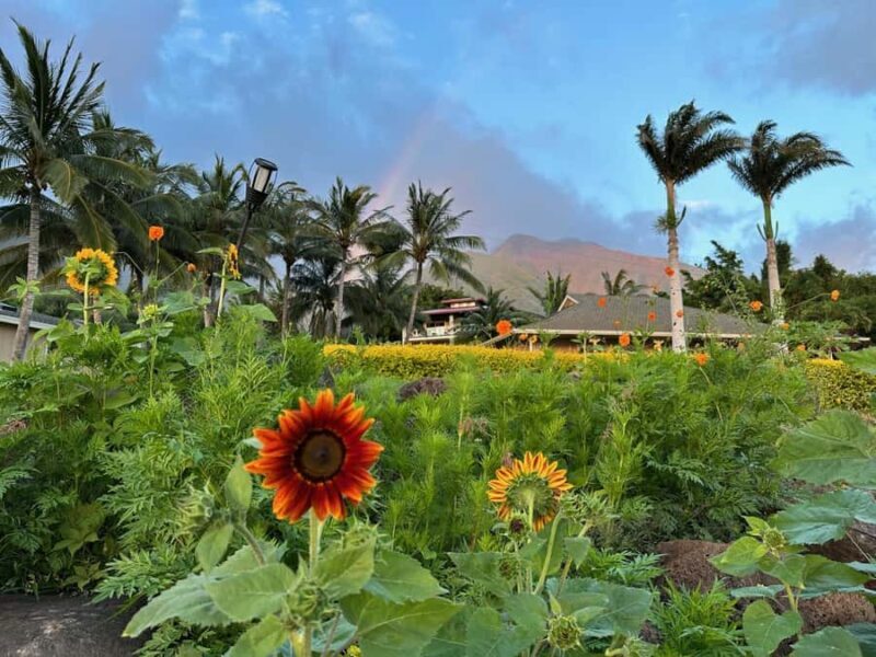 Maui: Mango Farm Sunset Tour with Fruit Tasting and Photos - Pricing and Value