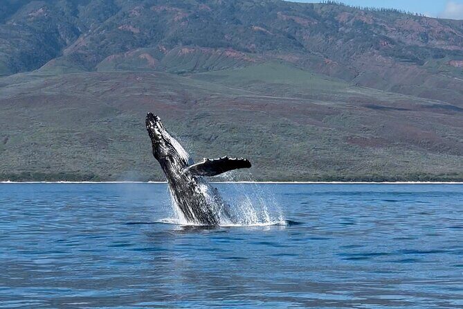 Maui Mid Day Magic Whale Watch - FAQs