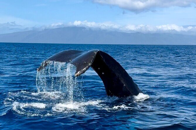 Maui Mid Day Magic Whale Watch - Wrapping It Up