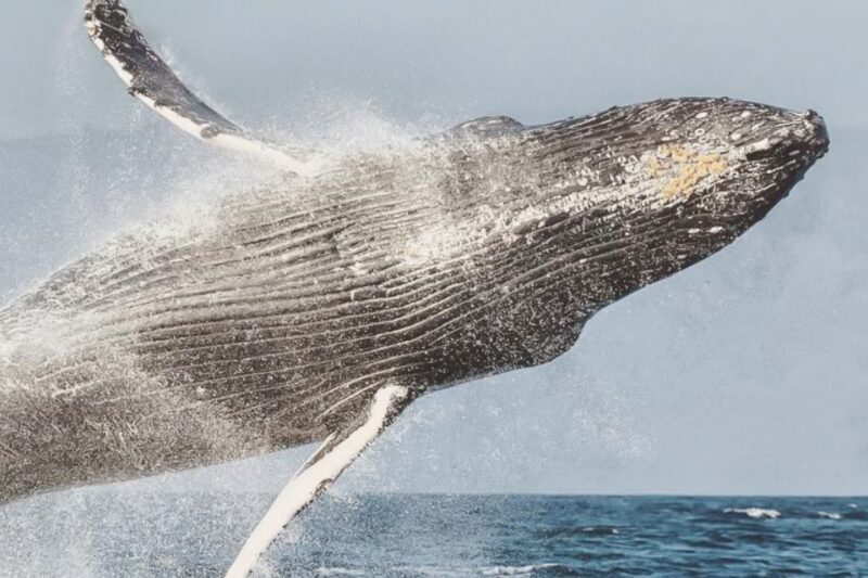 Maui: Midday Sail with the Whales Malaea Harbor - Key Points