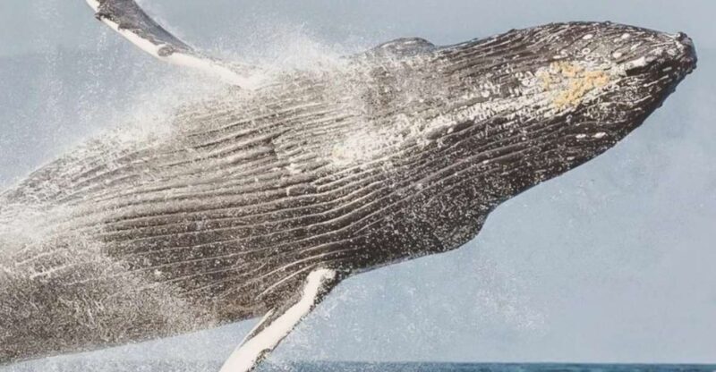 Maui: Midday Sail with the Whales Malaea Harbor - FAQ