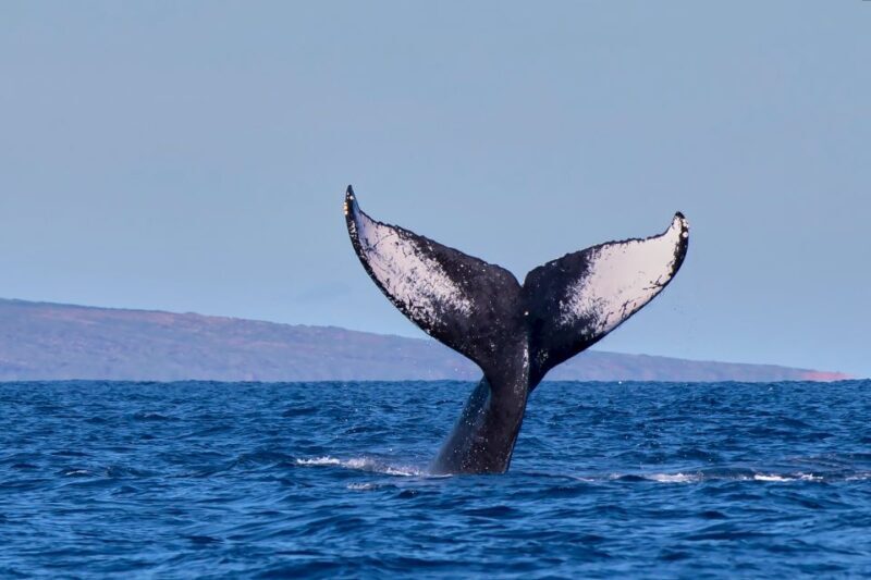 Maui: Molokini Snorkel and Performance Sail with Lunch - Authentic Reviewer Insights
