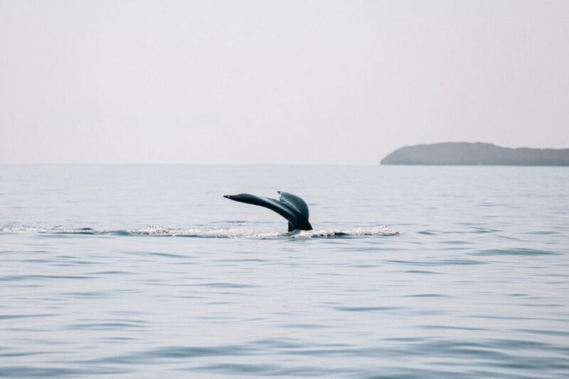 Maui: Morning Sail with the Whales Ma'alaea - Practical Details and Considerations