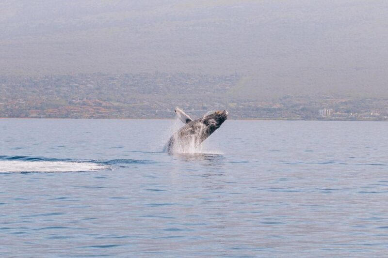 Maui: Morning Sail with the Whales Ma'alaea - Authentic Experiences and Review Highlights