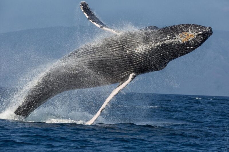 Maui: Morning Sail with the Whales Ma'alaea - The Sum Up