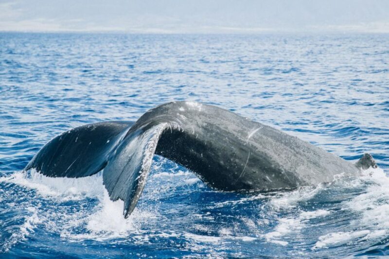 Maui: Morning Sail with the Whales Ma'alaea - FAQ