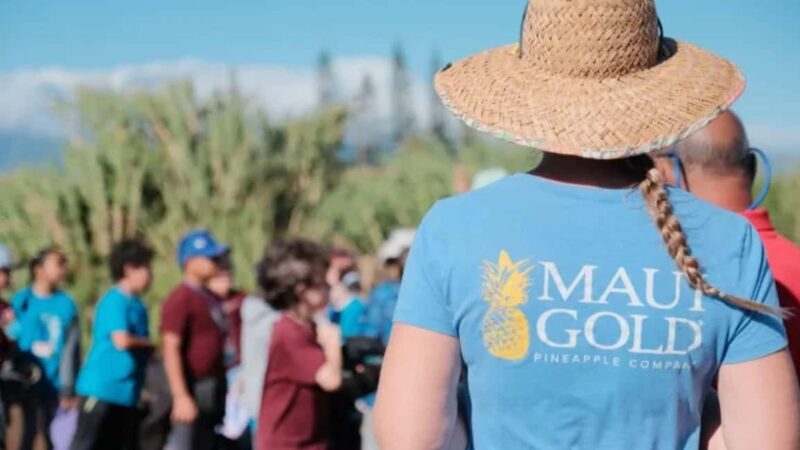 Maui: Pineapple Planting Experience - Introduction to the Maui Pineapple Planting Experience