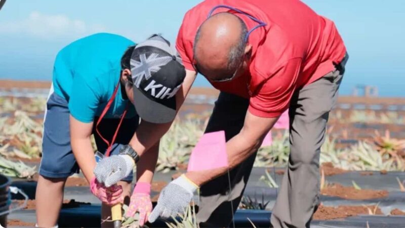 Maui: Pineapple Planting Experience - FAQ