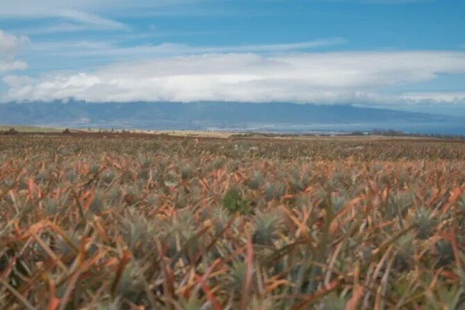 Maui Pineapple Planting Experience - An In-Depth Look at the Maui Pineapple Planting Experience