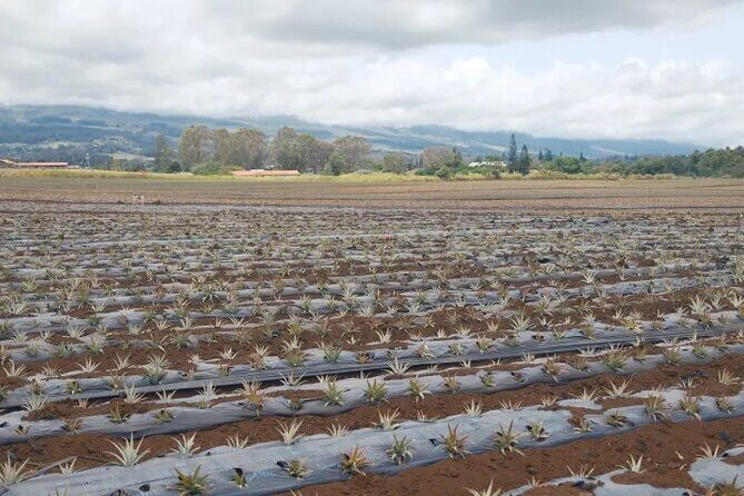 Maui Pineapple Planting Experience - Final Takeaway