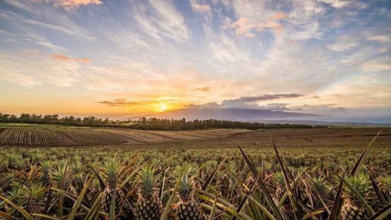 Maui Pineapple Tour: Farm and Feast Experience - Who This Tour Is Best For
