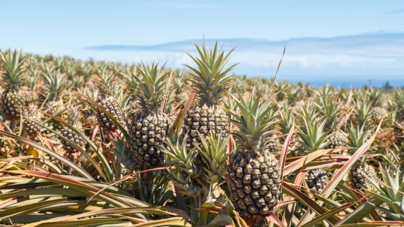 Maui Pineapple Tour: Farm and Feast Experience - FAQs