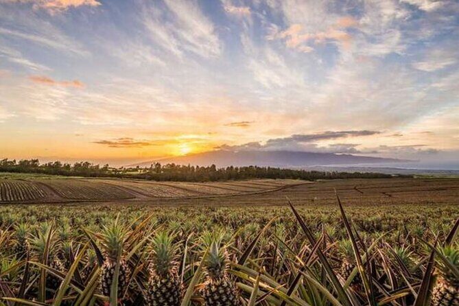 Maui Pineapple Tour: Farm and Feast Experience - Key Points