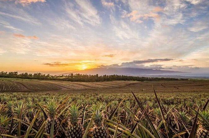 Maui Pineapple Tour: Farm and Feast Experience - FAQs about the Maui Pineapple Tour: Farm and Feast Experience