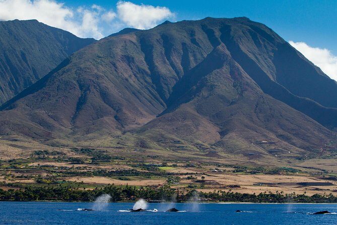 Maui Premium Sunset Dinner Cruise & Whale Watch - Why This Whale-Watching Cruise Stands Out