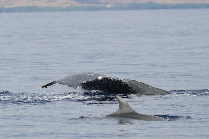 Maui Premium Sunset Dinner Cruise & Whale Watch - The Experience and Atmosphere