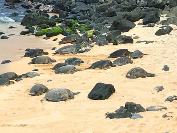 Maui: Private Halfway to Hana Tour - Maui: Private Halfway to Hana Tour — A Detailed Look at the Experience
