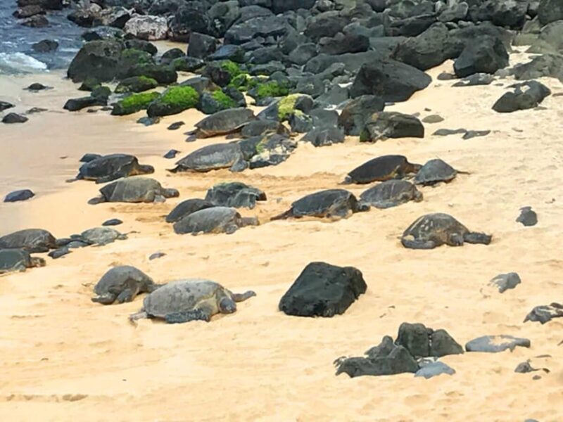 Maui: Private Halfway to Hana Tour - What the Tour Includes & Why It Matters