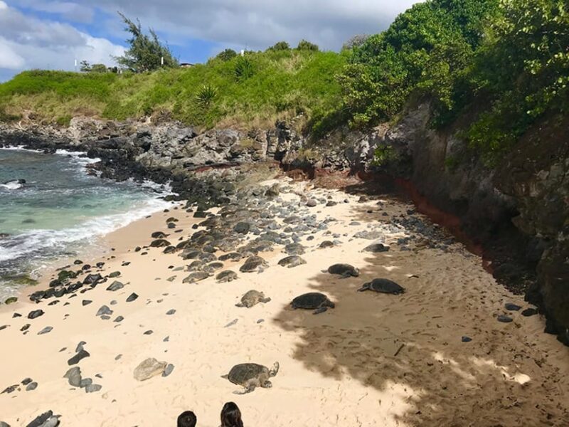 Maui: Private Halfway to Hana Tour - Who Will Love This Tour?