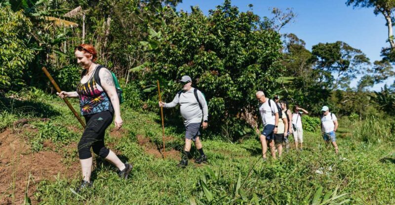 Maui: Rainforest Waterfalls Guided Hike with Picnic Lunch - Exploring Maui’s Natural Beauty: What to Expect