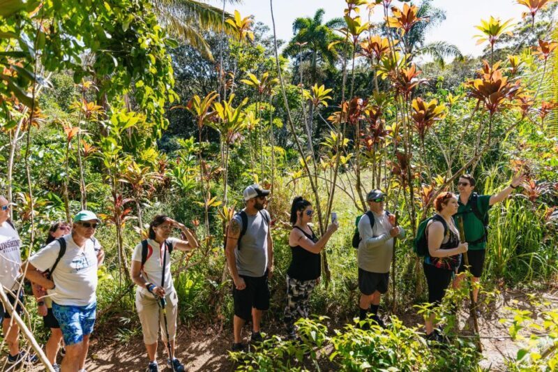 Maui: Rainforest Waterfalls Guided Hike with Picnic Lunch - Considerations and Tips
