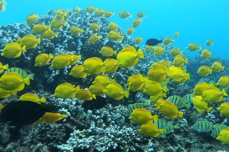 Maui: Semi-Private 3 Hour Eco-Raft Turtle Snorkel Tour - Key Points
