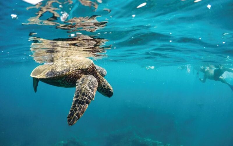 Maui: Semi-Private 3 Hour Eco-Raft Turtle Snorkel Tour - FAQ