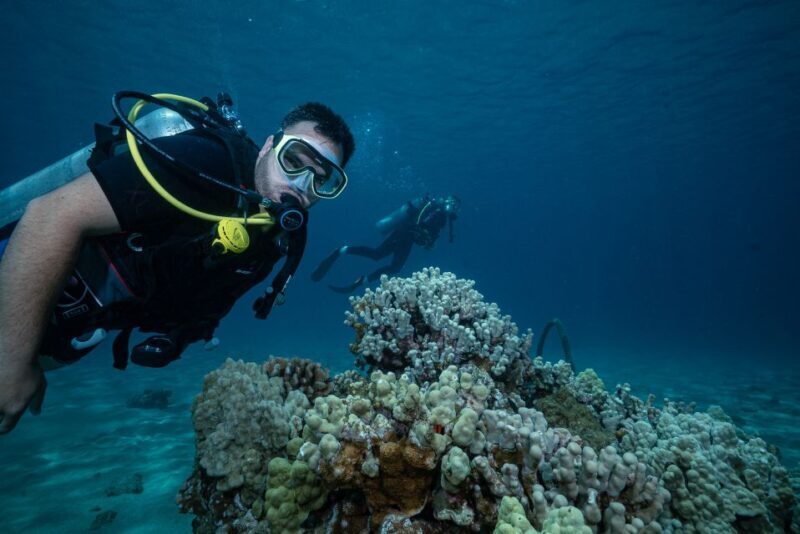 Maui: Small Group Shark & Turtle Scuba Dive from Shore - The Itinerary Breakdown