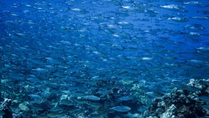 Maui: Small Group Shark & Turtle Scuba Dive from Shore - The Guide and Equipment