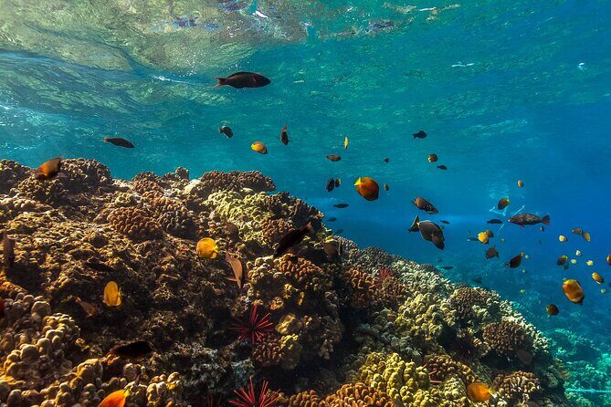 Maui Snorkel and Sunset Sail - Final Thoughts: Is This the Right Choice?