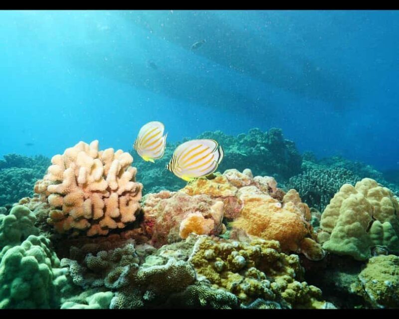 Maui: Snorkel Tour to Coral Gardens - Key Points