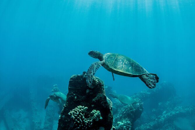 Maui Snorkeling Boat Tour to Turtle Town Aboard Quicksilver - Frequently Asked Questions